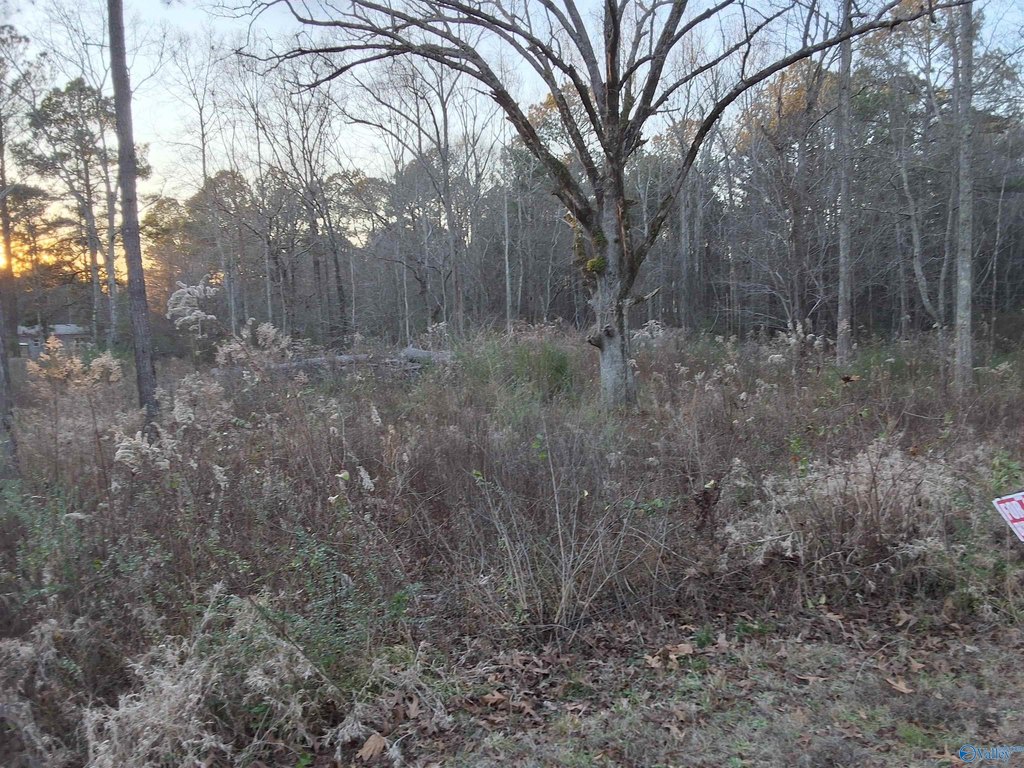 Picture 15
