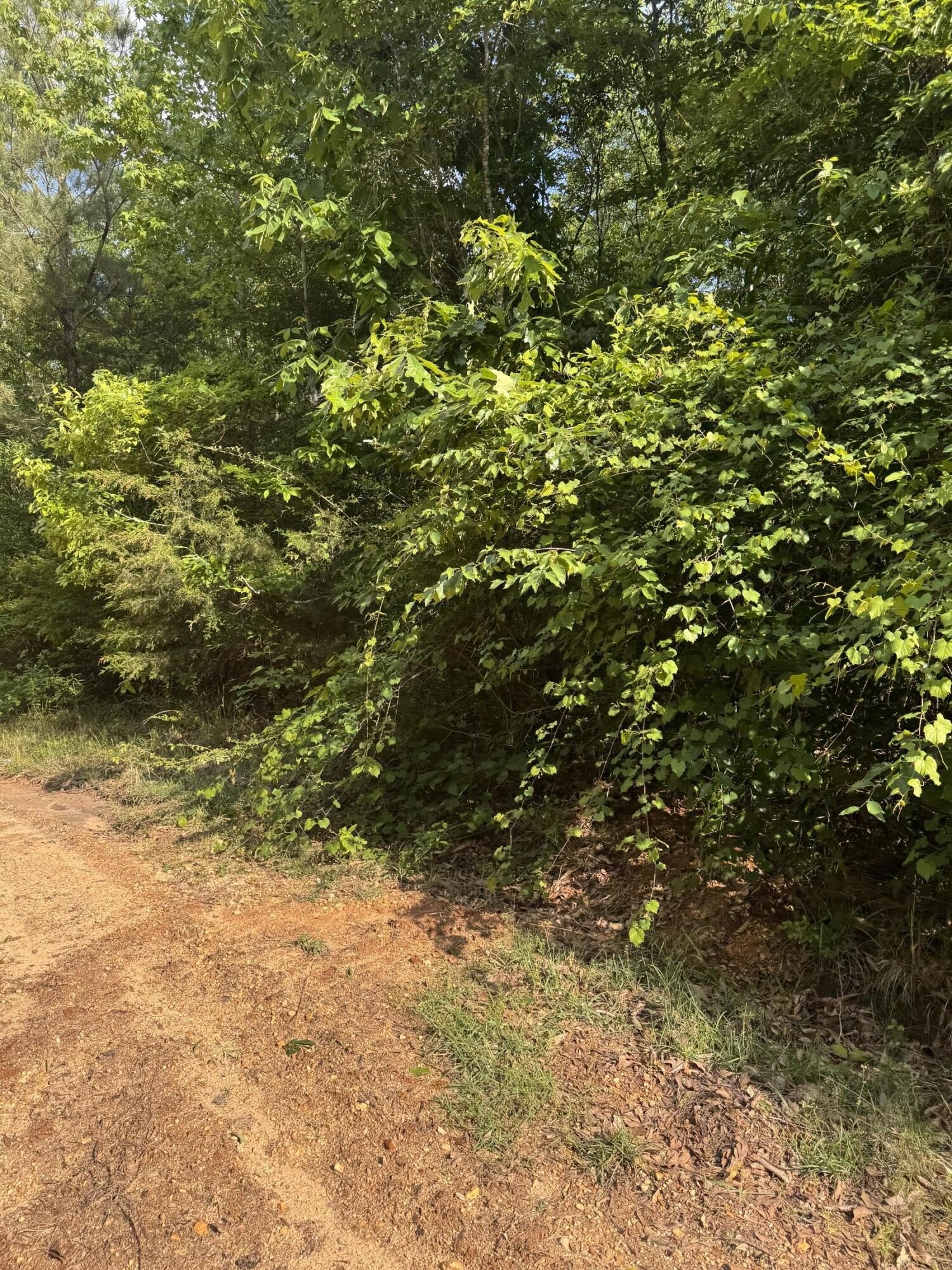 Magee, MS Undeveloped Land