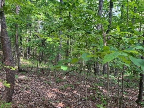 Hunting Land with Natural Springs