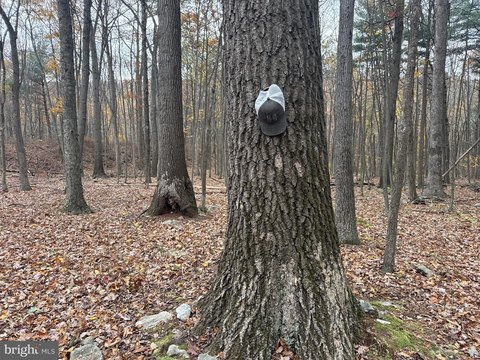 Wooded Land Near State Game Lands