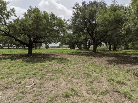 20 Acres with Live Oak Trees