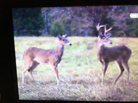 Wooded Hunting Land