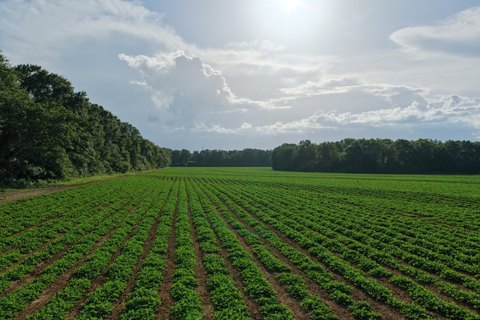 LAND - Malvern, AL