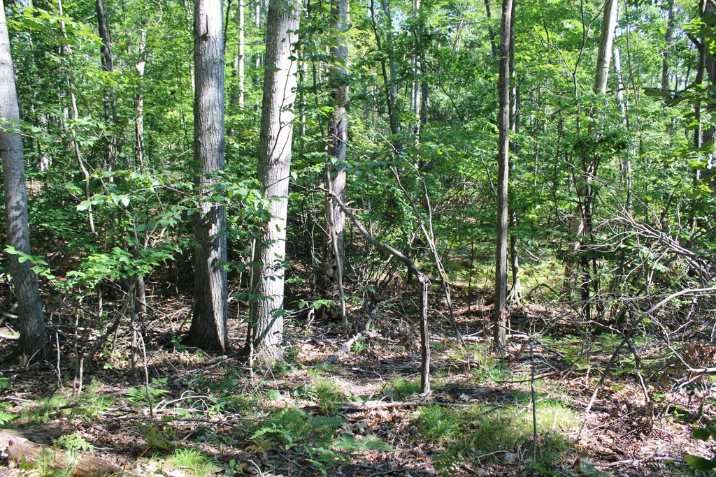 Picture 15