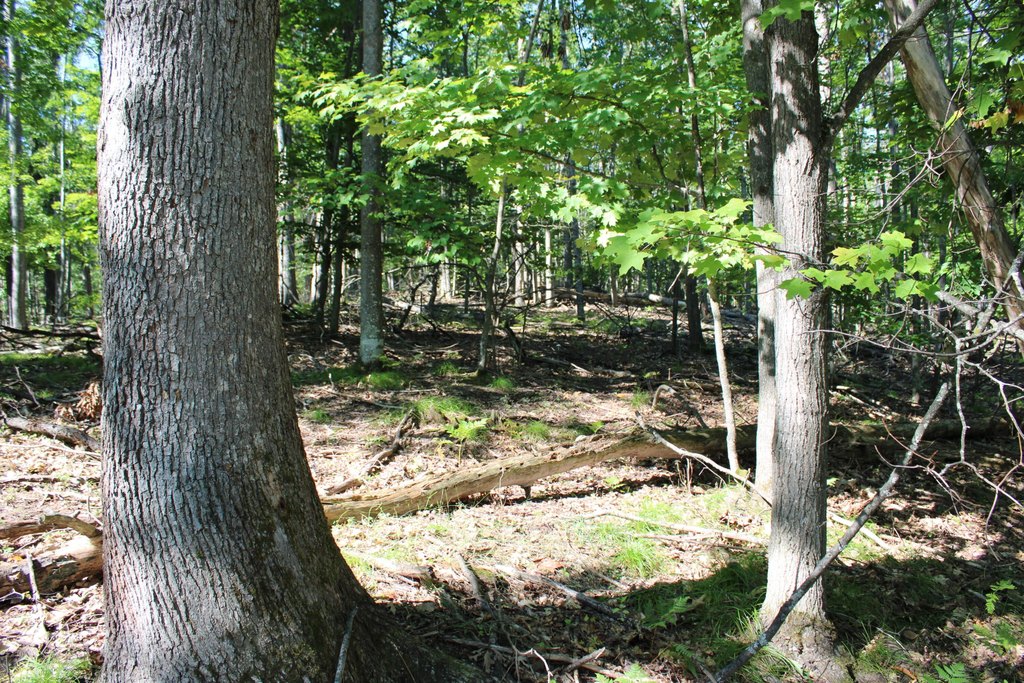 Picture 11