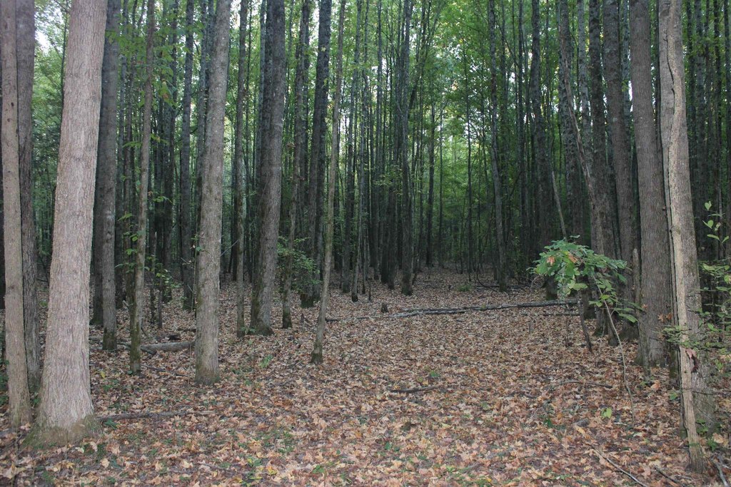 Picture 46