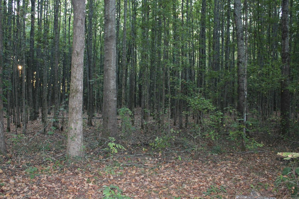 Picture 44