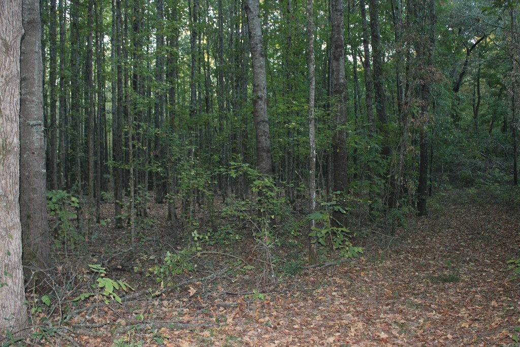 Picture 45