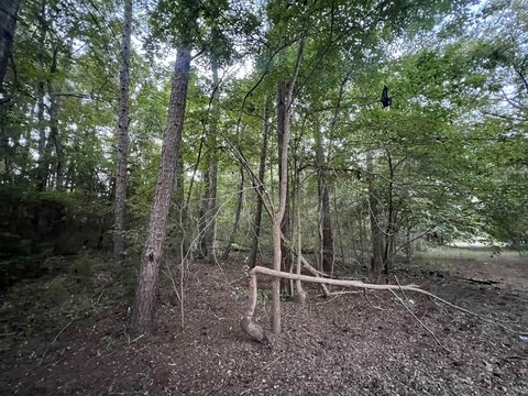 Land in Gilmer, Texas