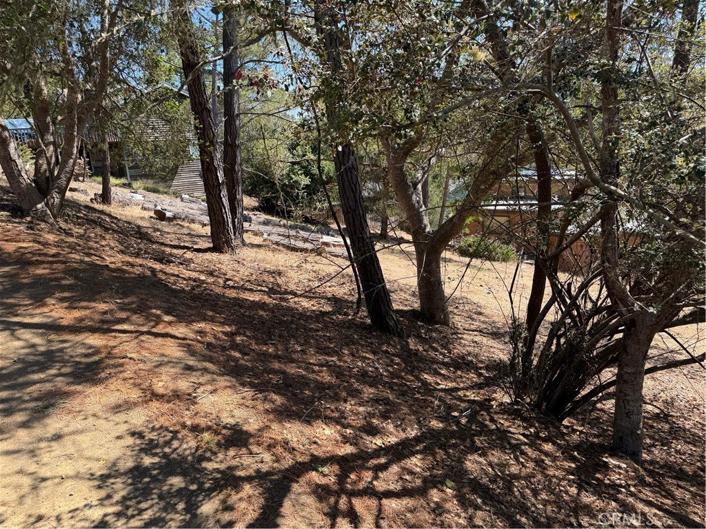 Picture 5