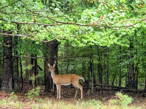 LAND - Moneta, VA