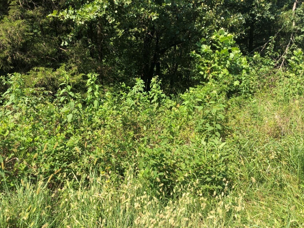 Bella Vista Land Near I-49