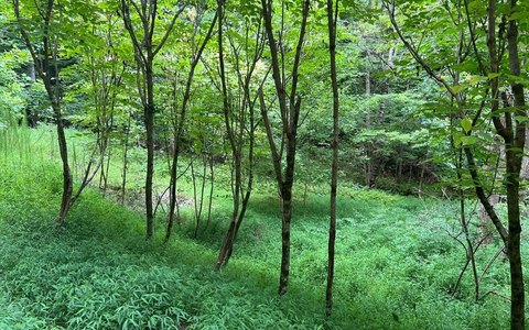 Brasstown NC Land For Sale
