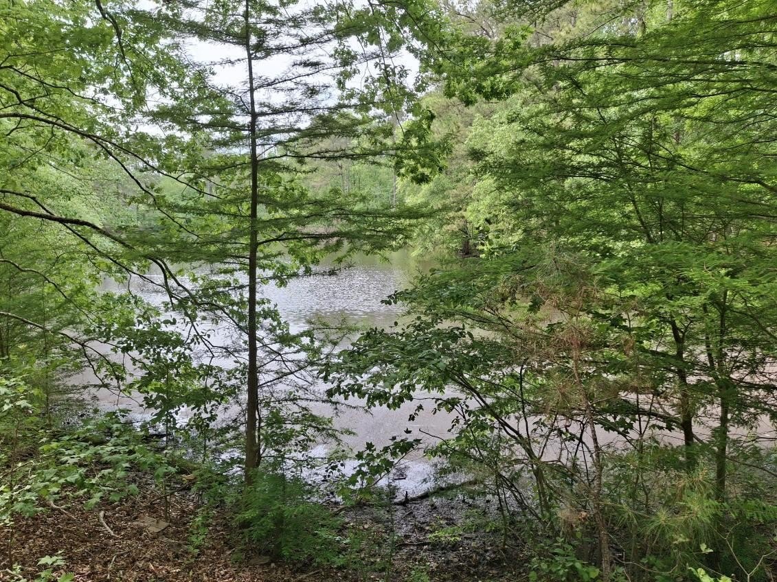 Trenton, SC Wooded Pond Property
