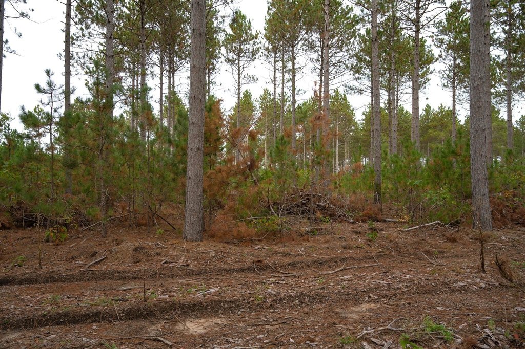 Picture 31