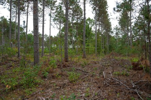 Buildable Residential Lot with Pines