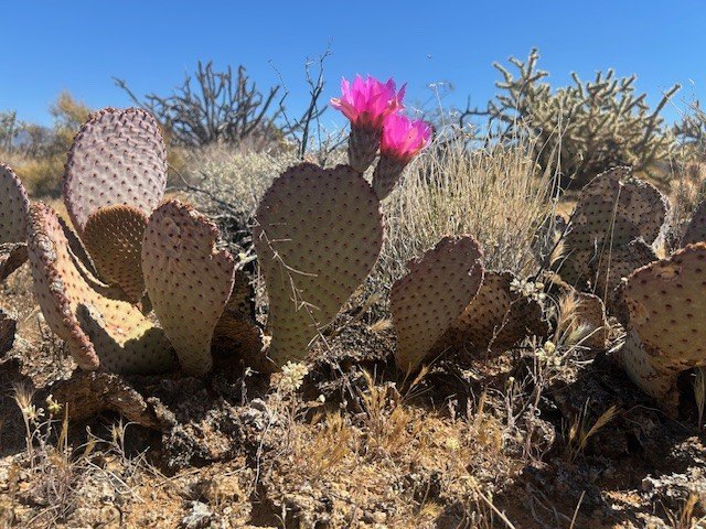 Land in Yucca, Arizona