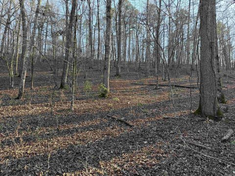 Ozark Land Bordering Greers Ferry