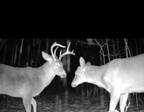 Wooded Acreage Ideal for Hunting