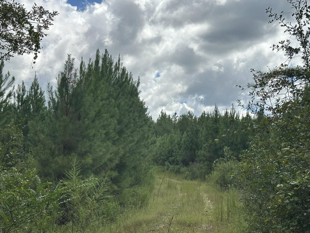 Picture 29