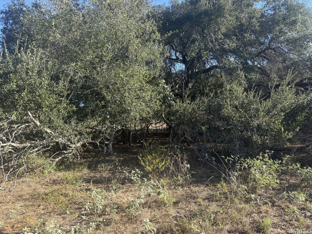 Picture 8
