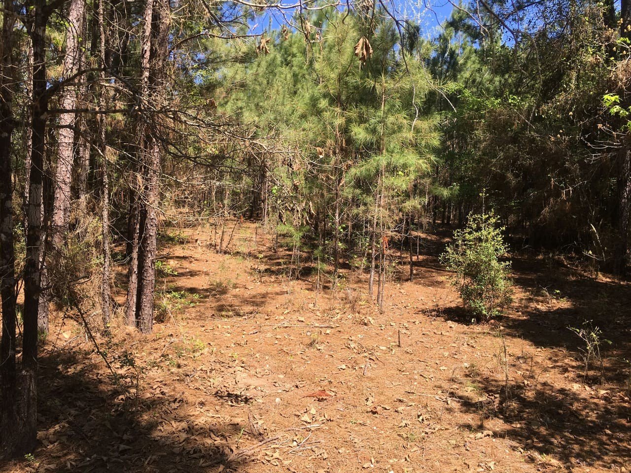 Unrestricted Land Near Crockett, TX