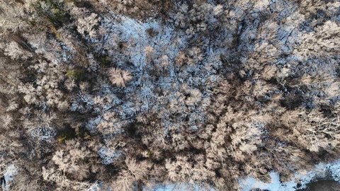 Residential Building Lot with Trees