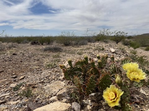 Land, Las Cruces, NM