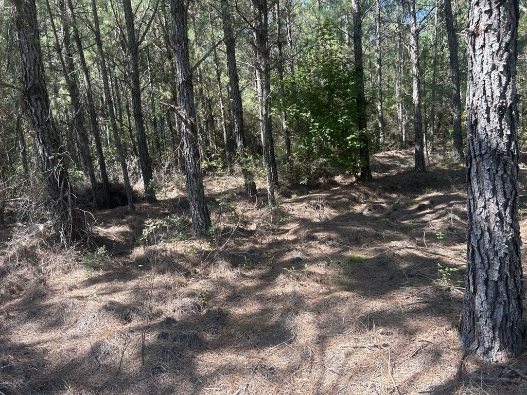 Picture 11