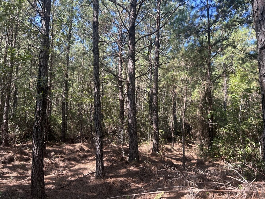 Picture 17