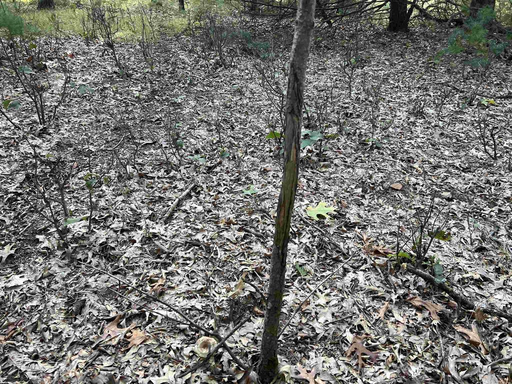 Picture 23