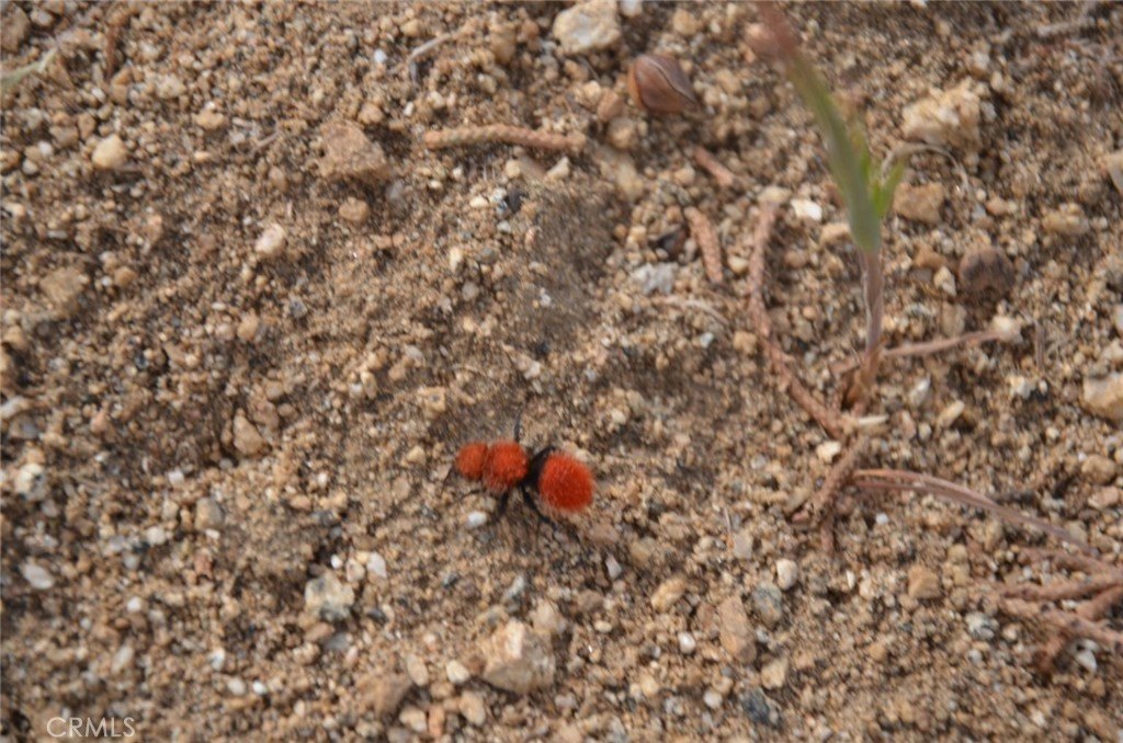 Picture 52