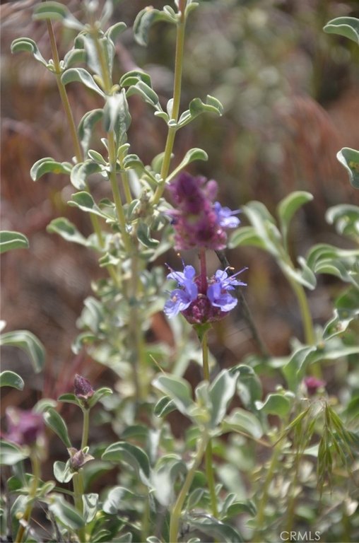 Picture 30