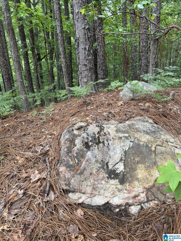 Picture 15
