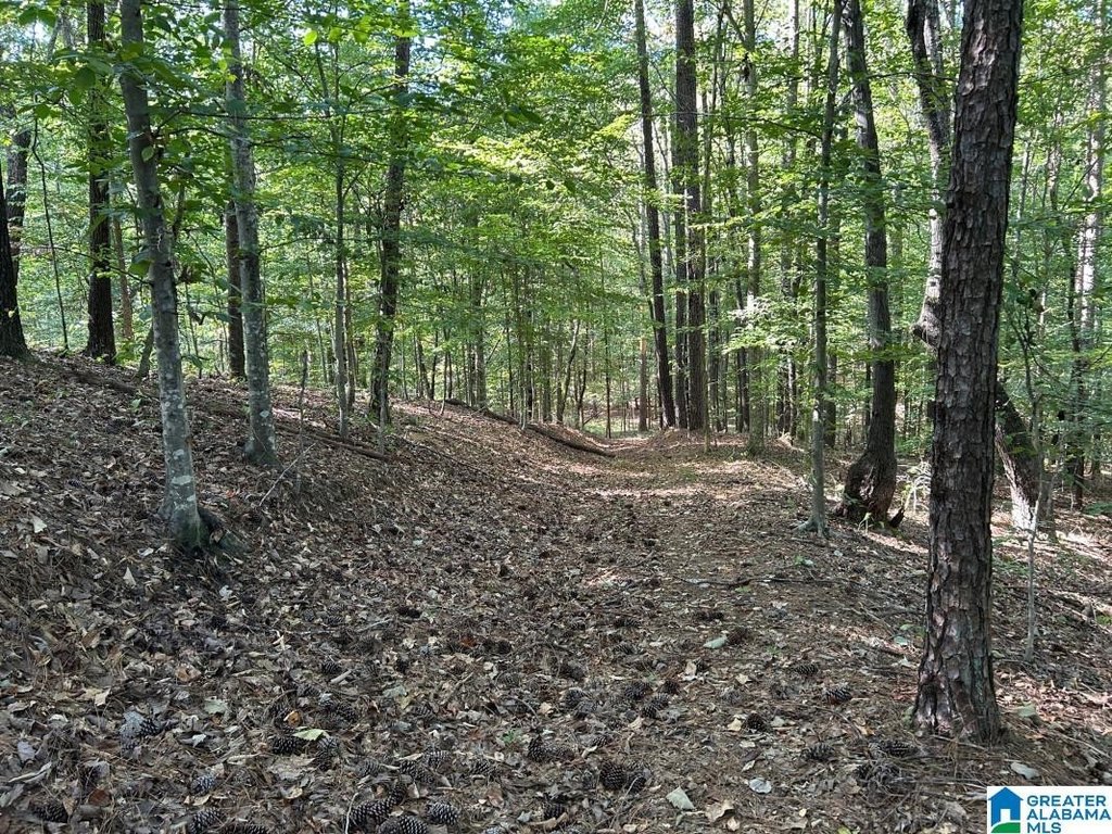 Picture 5