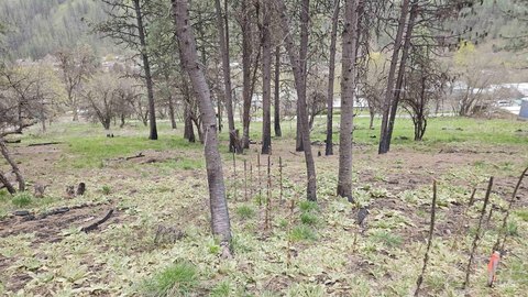 Buildable Lot in Peck, Idaho