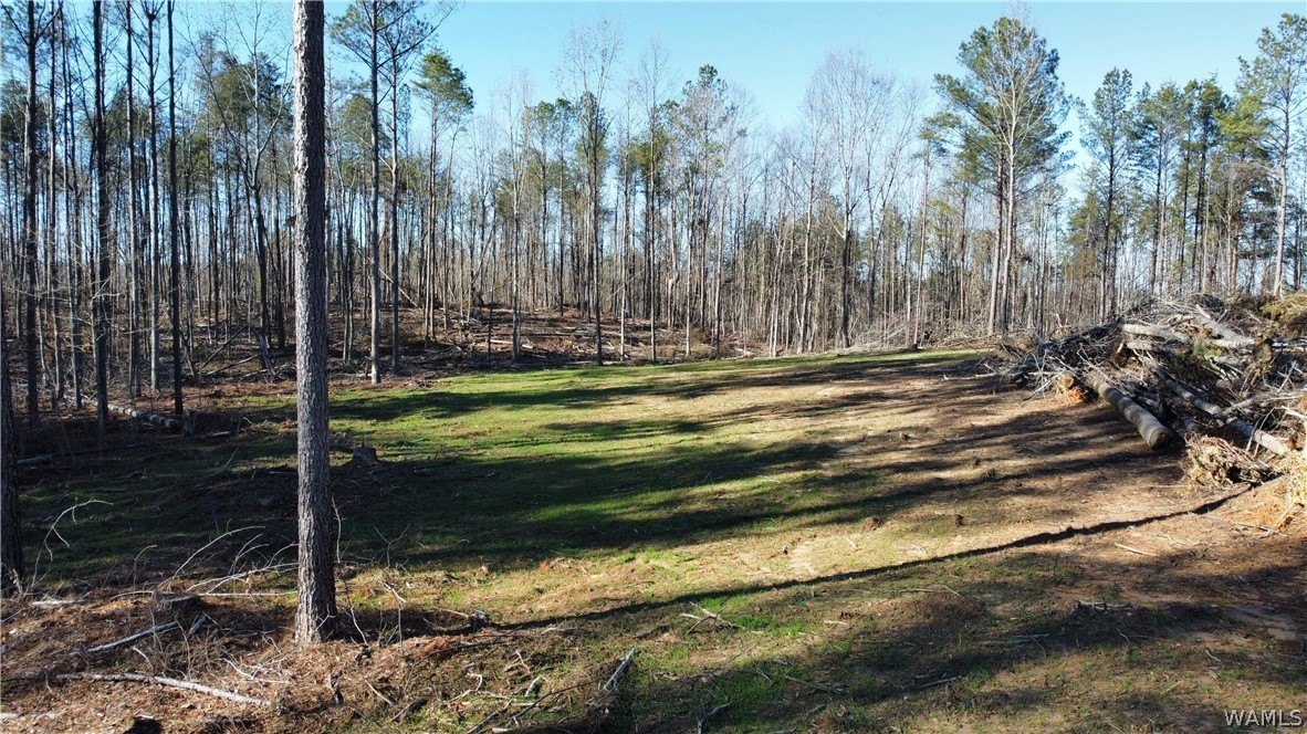Land in Oakman, Alabama