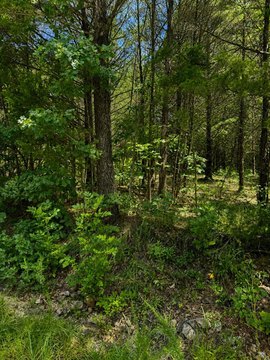 Wooded Recreational Land Tract