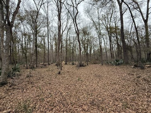 4 Acres in Berkeley County