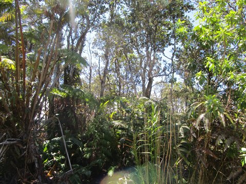 Volcano Land with Native Trees