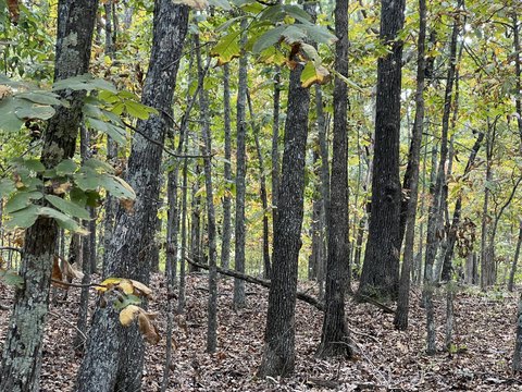 Secluded Hilltop Acreage Near 11 Point