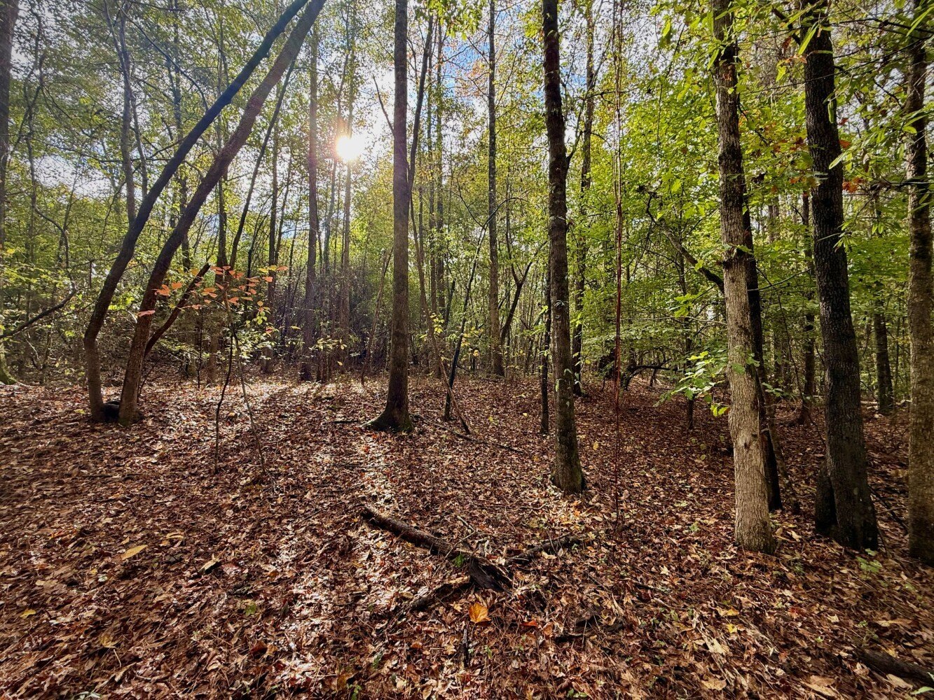 Sipsey, AL Vacant Land