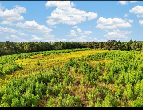 Land, Maplesville, AL