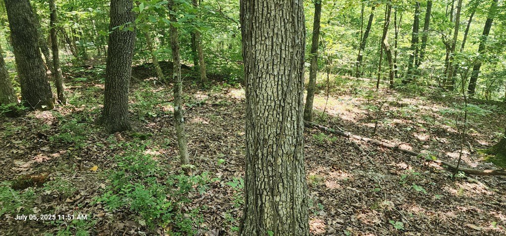 Picture 5