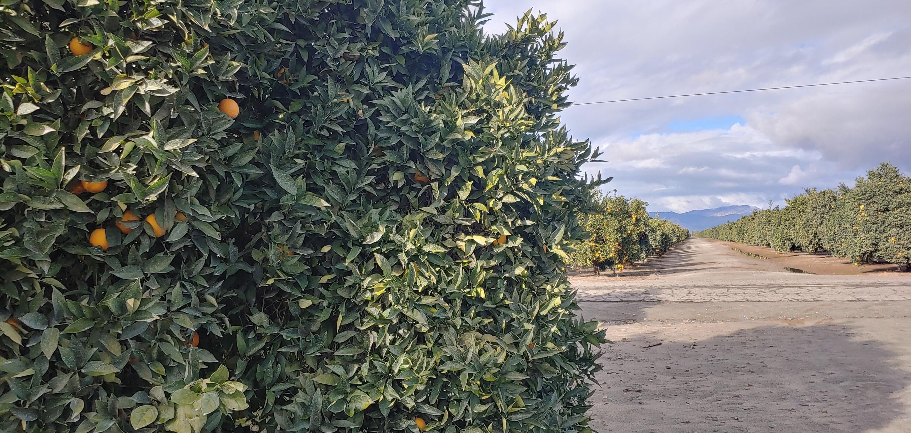 Exeter Land with Valencia Oranges