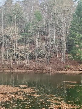 Lakefront Lot on Lake Santeetlah