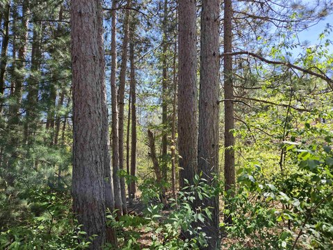Wooded Waterfront Buildable Lot