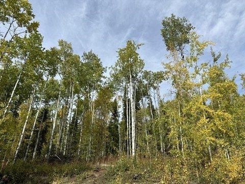 LAND, Fairbanks, AK