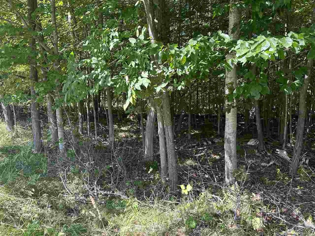 Picture 3