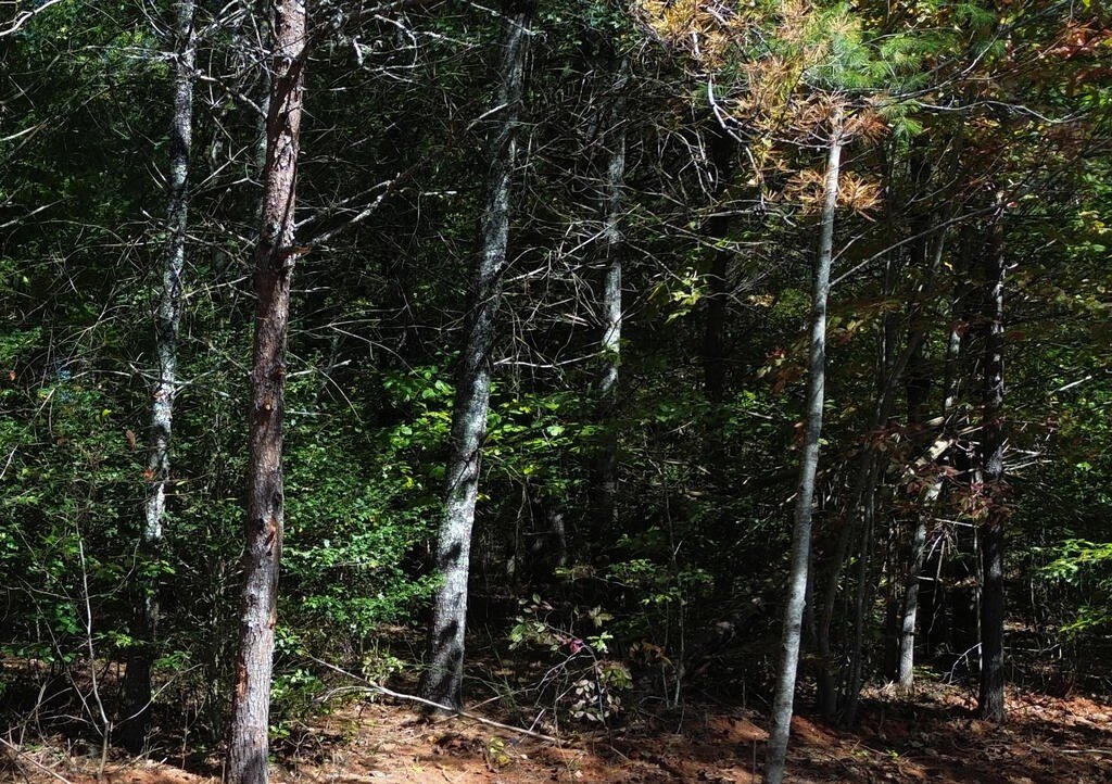 Picture 8